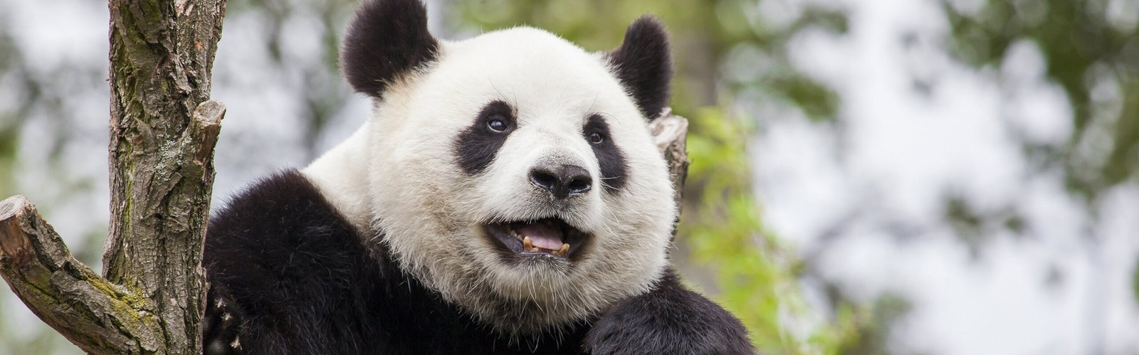Top Chengdu Tours 2026: Pandas, Food, Slow-Paced Escape