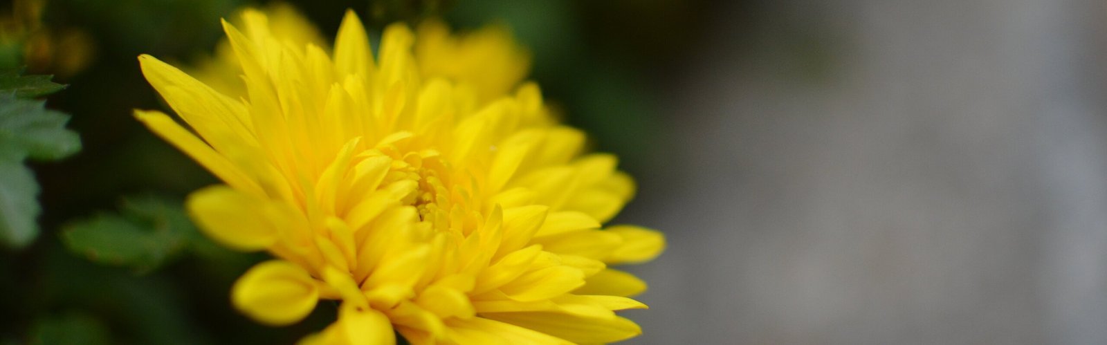 The Double Ninth Festival