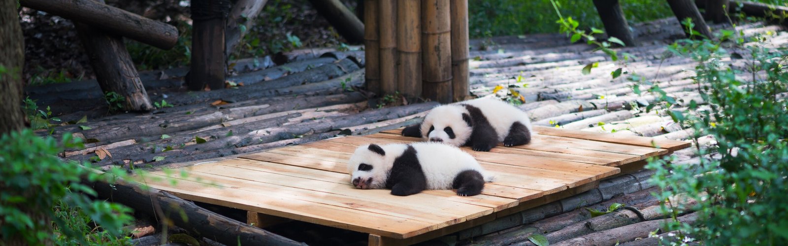 Chengdu Weather in June: Your Complete Guide for Visiting
