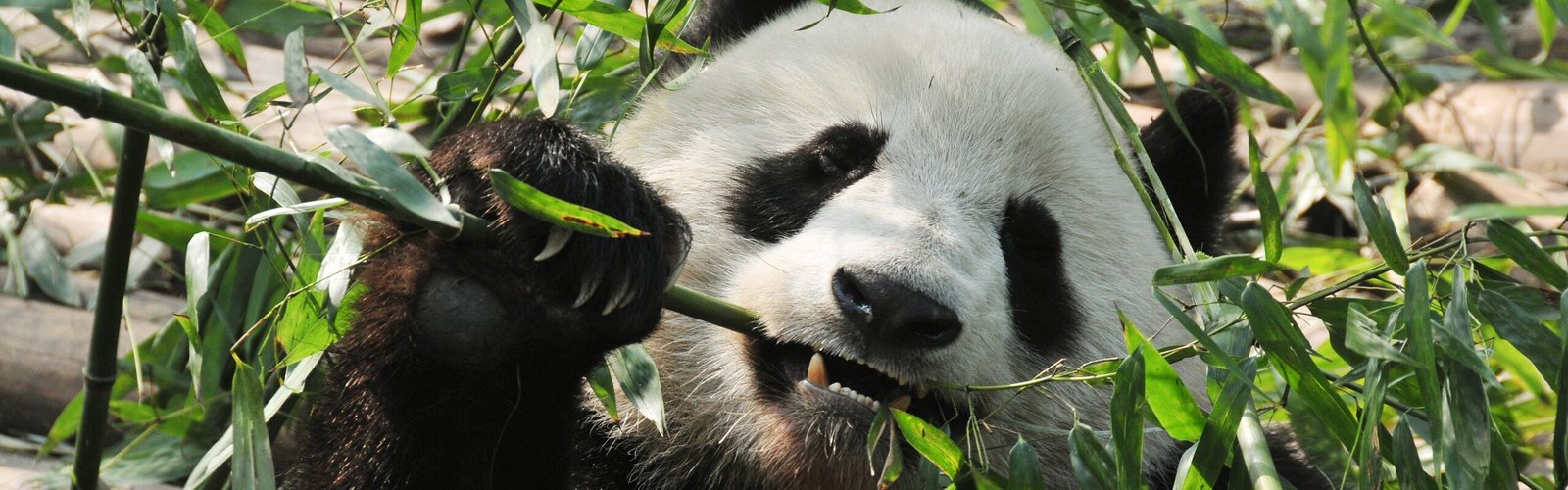 Dujiangyan Panda Base — Panda Keeper Program