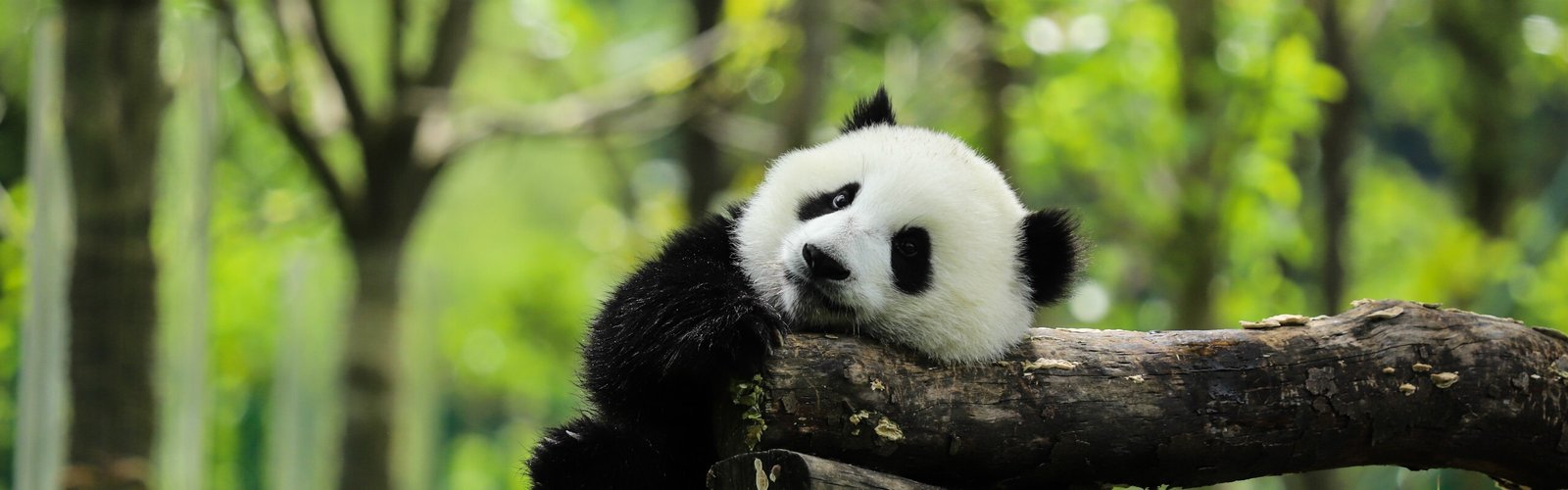 2-Week China Essence and Panda Tour